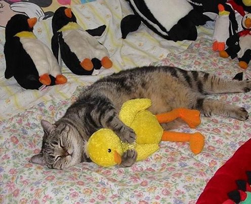 [sleeping_cat_8.jpg]