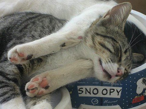 [sleeping_cat_6.jpg]