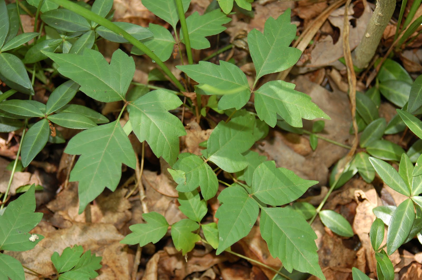 Williamsburg Wordpecker: How to Identify Poison Ivy