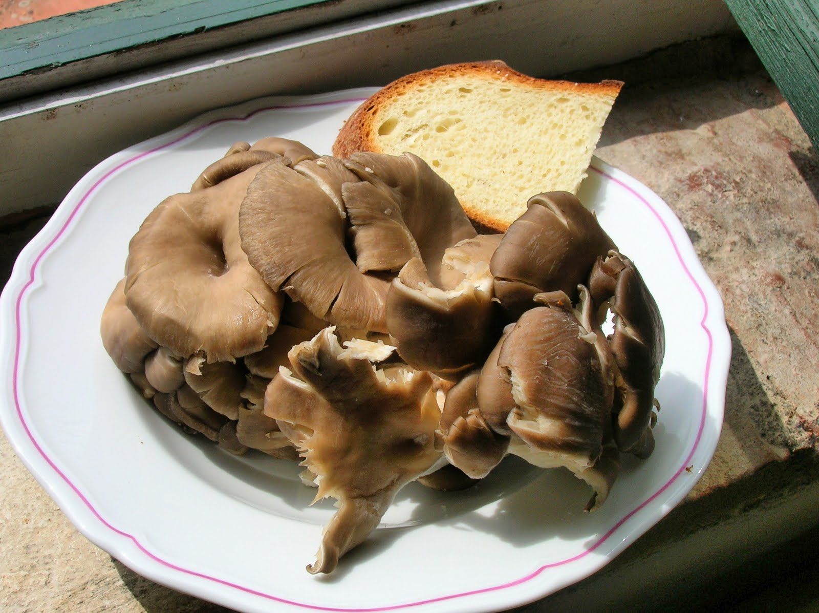 [Oyster+Mushrooms.JPG]