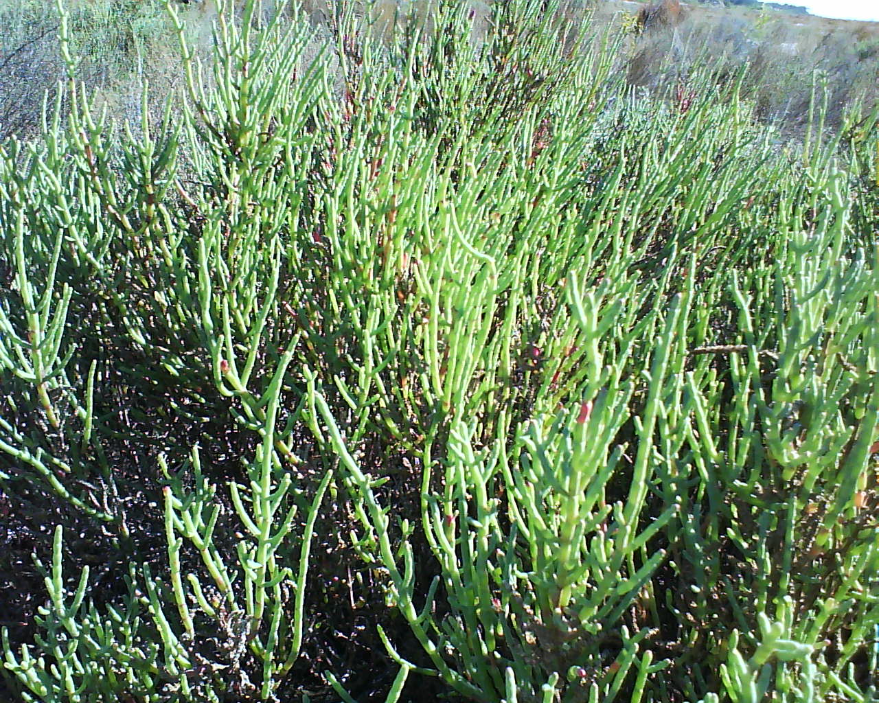 Nuestro Viaje a Mar Chiquita: HALÓFILAS: LA VEGETACIÓN DE LA ZONA