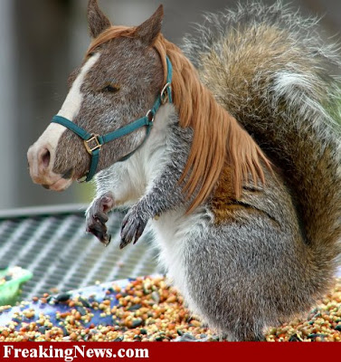 Squirrel-Horse--16439.jpg