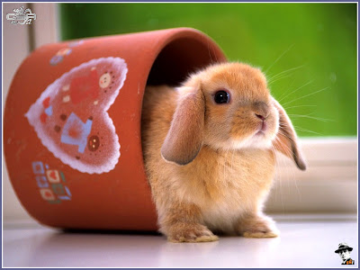 cute pictures of bunnies. Cute bunnies wallpaper - 10