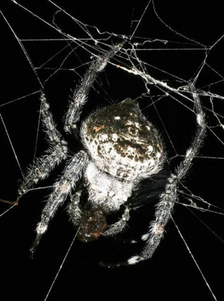 arti unik: Jaring Laba-laba Terkuat dan Terbesar di Dunia
