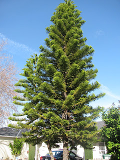 Various stuff: Can anyone identify this evergreen tree?