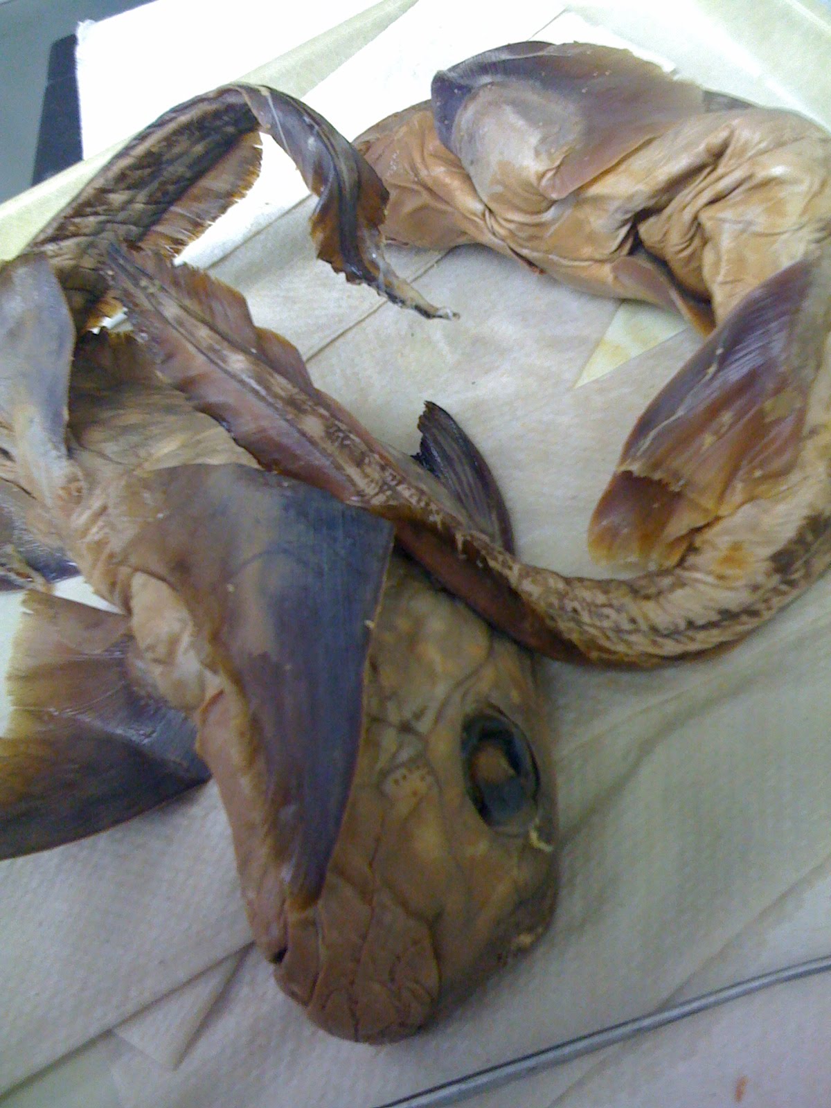 BIOL 1010 Lab Dissection Specimens