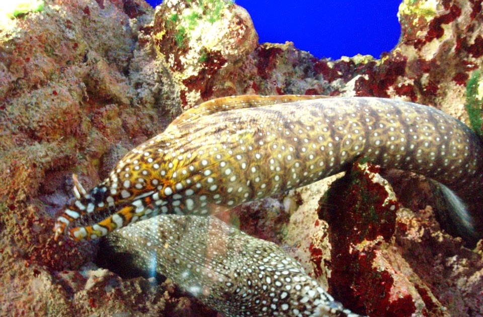 10 Hewan  laut  yang  paling berbahaya 