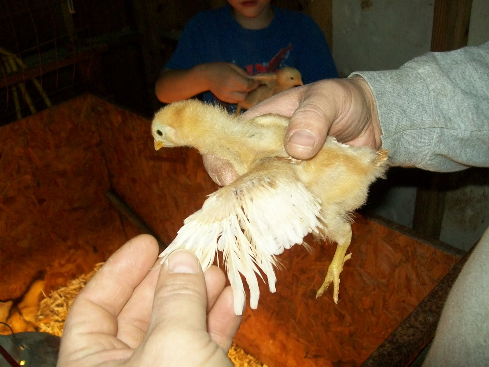 The Happy Homeschool Mom 2 Week Old Chickens