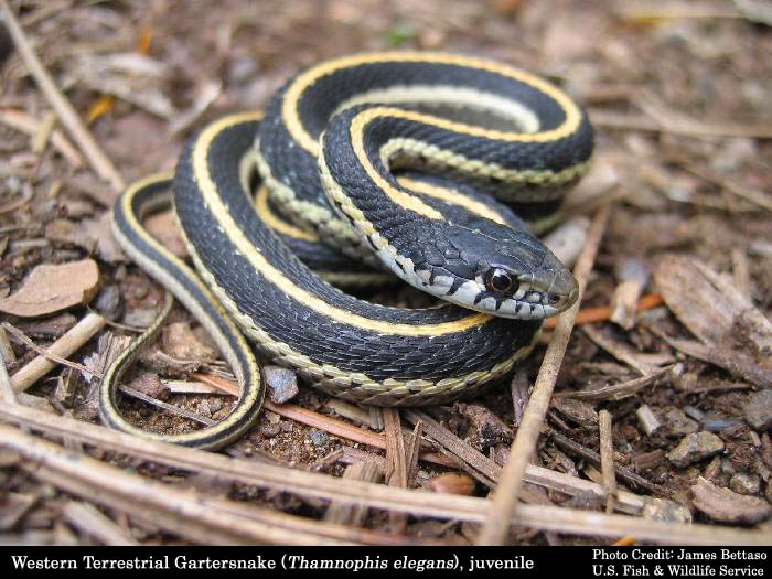 jungle life: garter snake beautifull snacks
