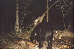 Nocturnal Bear