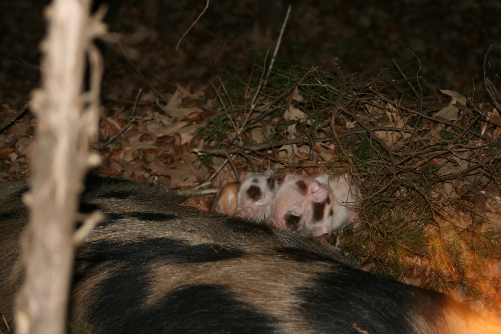 Clear Creek Farm First Litter of Pigs Born at Clear Creek Farm
