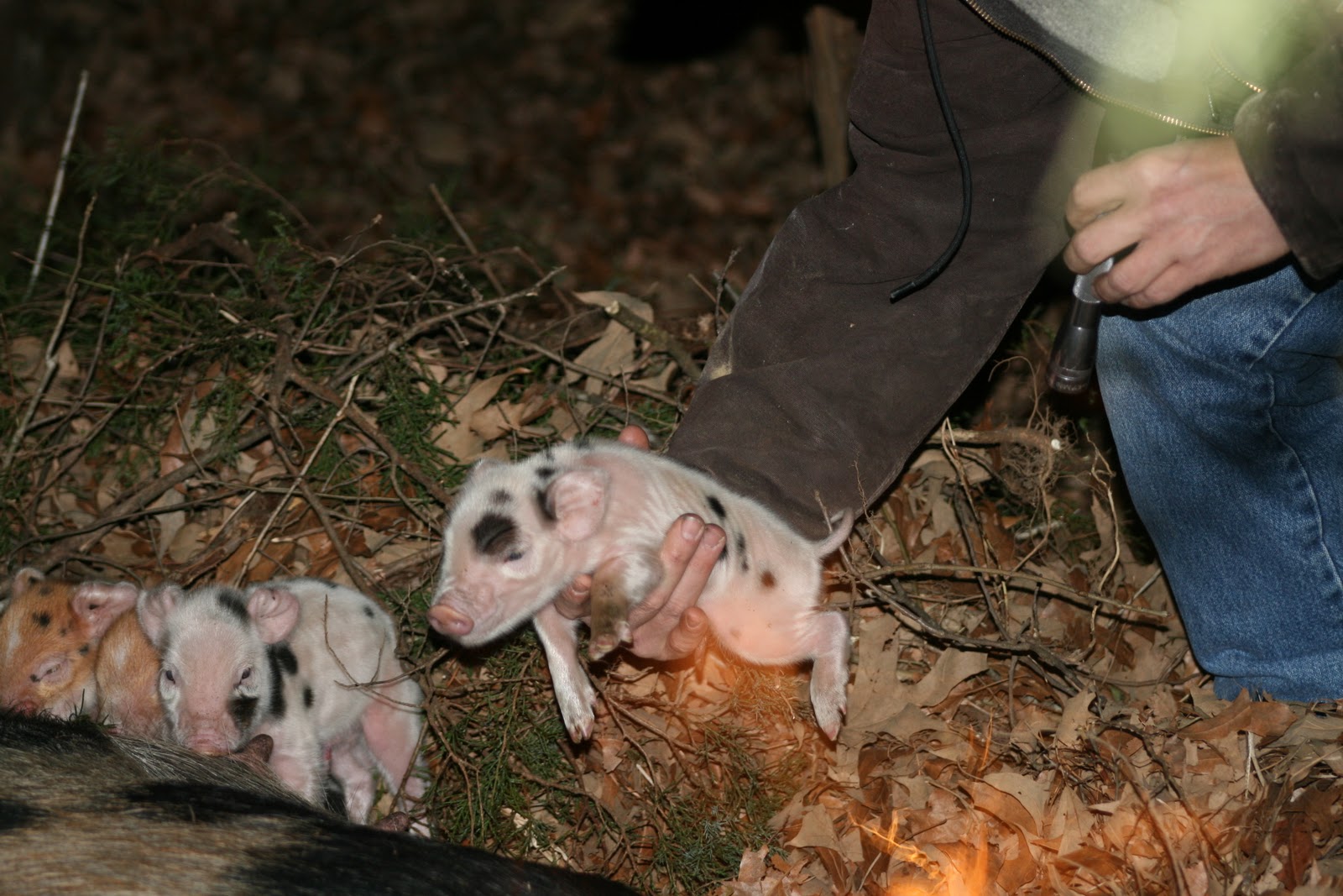Clear Creek Farm First Litter of Pigs Born at Clear Creek Farm