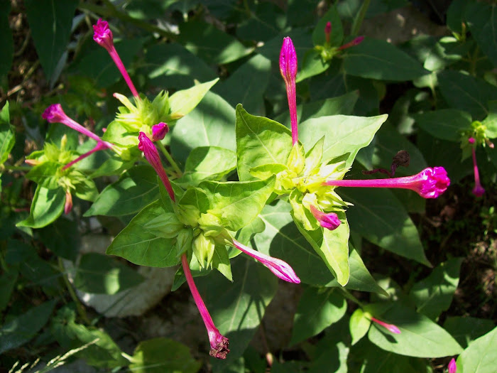 χρωματα στην αυλη μας [ Μαχαιρα Ακαρνανιας ]
