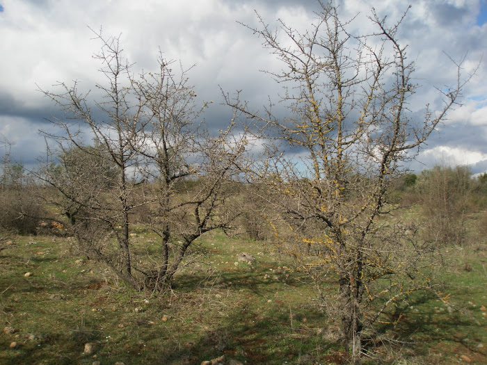 Τοπια του Ξηρομερου [ στα αμπελια ] Μαχαιρα Ακαρνανιας