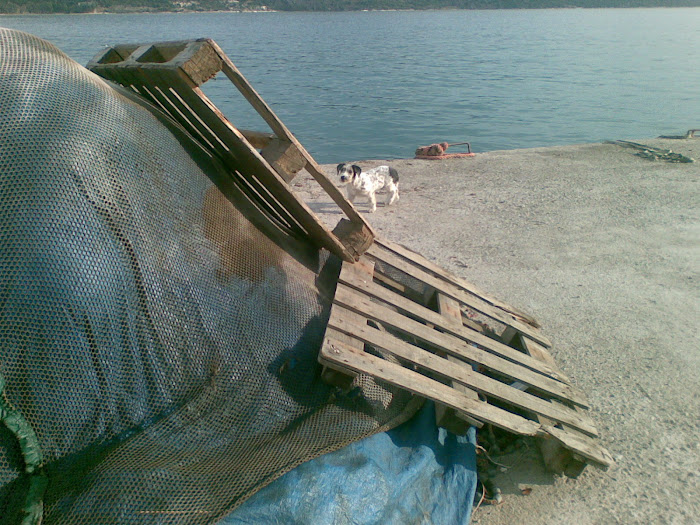στιγμιοτυπα στο λιμανι με το σκυλακι [ Αστακος Ακαρνανιας ]