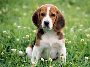 Abaixo assinado em respeito e defesa da vida animal !