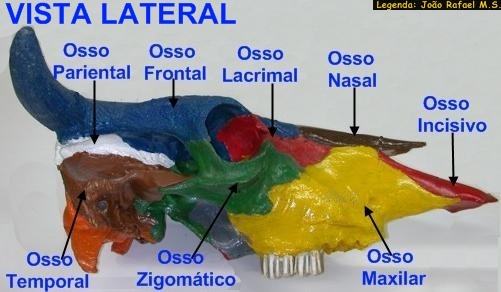 Medicina Veterinária-Unipac.: Osteologia Veterinária - Esqueleto Axial