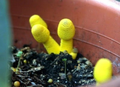 Houseplant Care Guides: The Yellow Houseplant Mushroom...Eww!