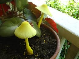 Houseplant Care Guides: The Yellow Houseplant Mushroom...Eww!