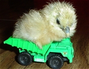 chick in truck