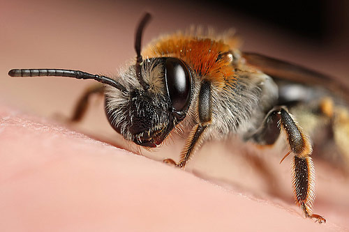 Cold miner bee Macro Photography