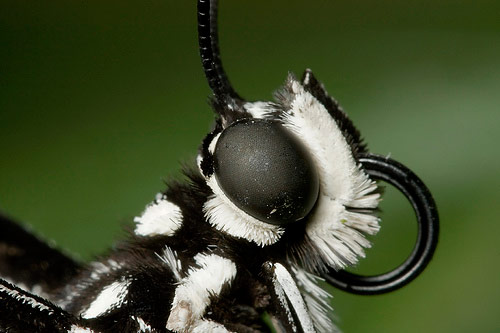 BUTTERFLY Macro Photography