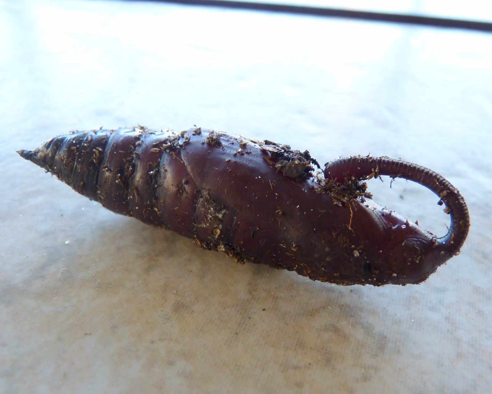 sphinx moth pupa