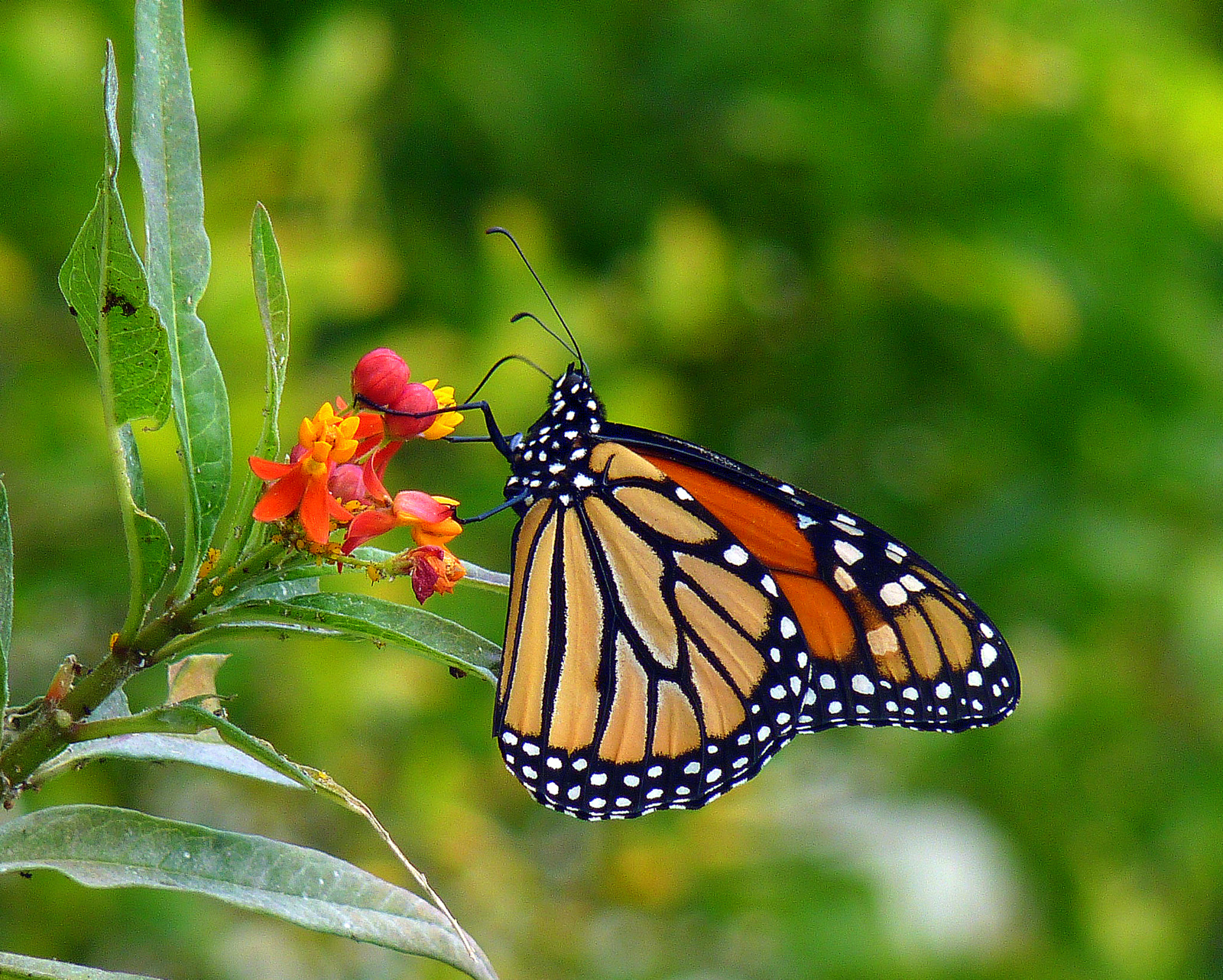 My Most Common Backyard Butterflies Birds and Blooms