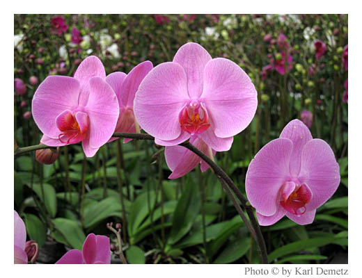 [orchidee006.jpg]
