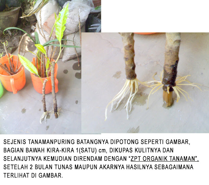 ZPT ORGANIK TANAMAN