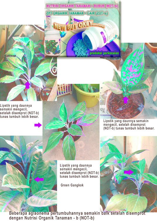 NOT-b pada Aglaonema