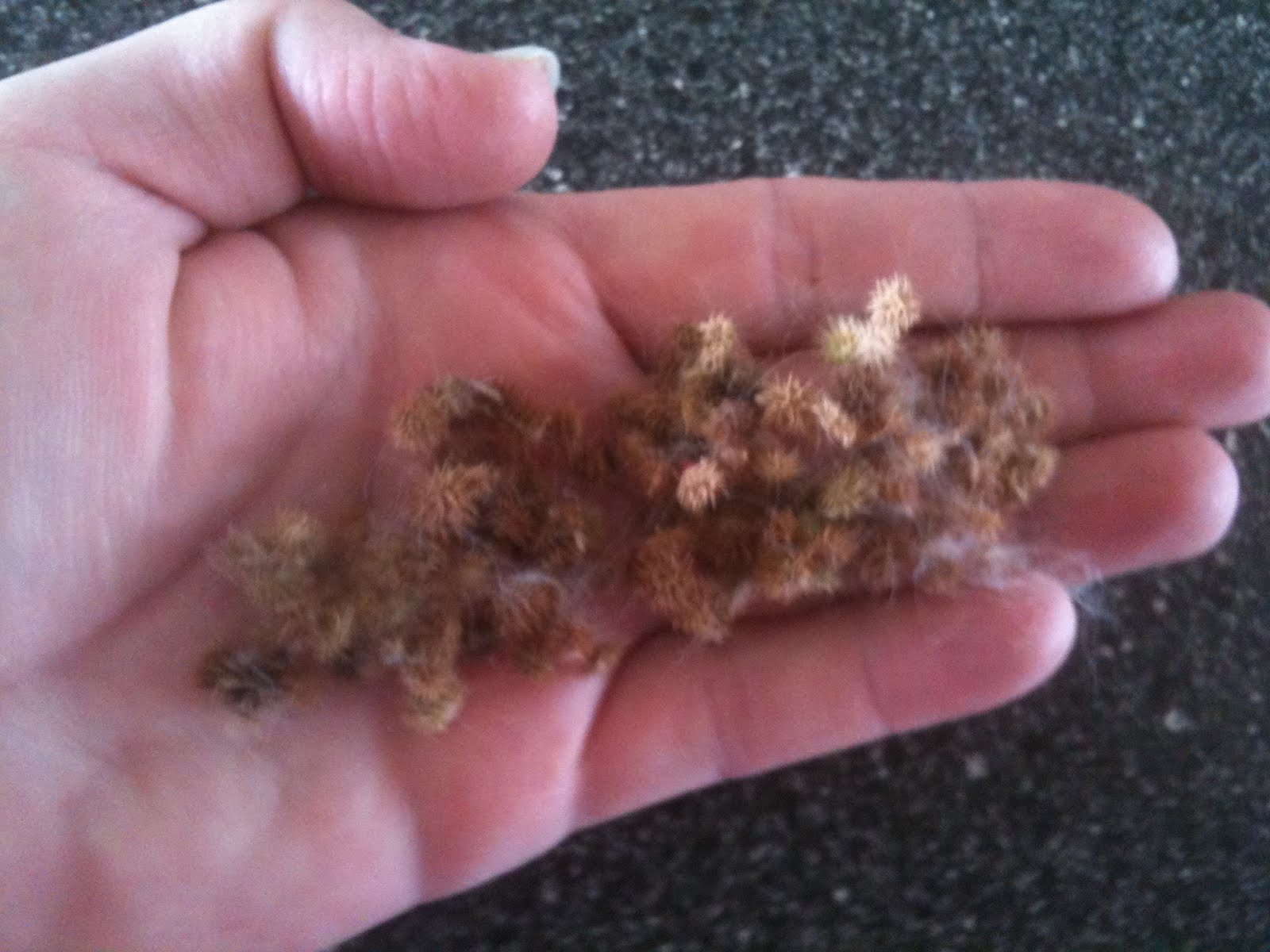 Candid Country Life Burrs, burrs and more burrs...