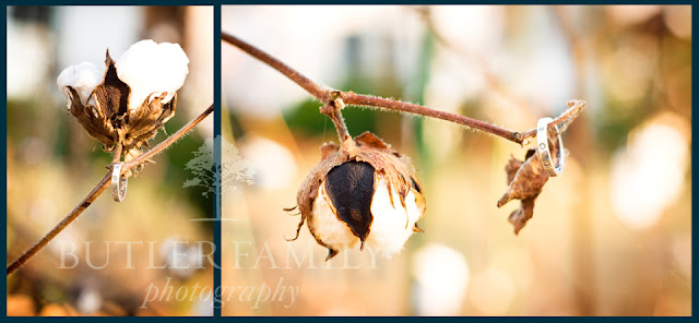 Vertical and horizontal shot of engagement ring on cotton plant