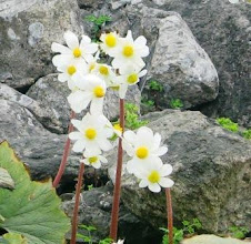 Las mas hermosas en las rocas...