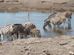 Zebras at Watering Hole
