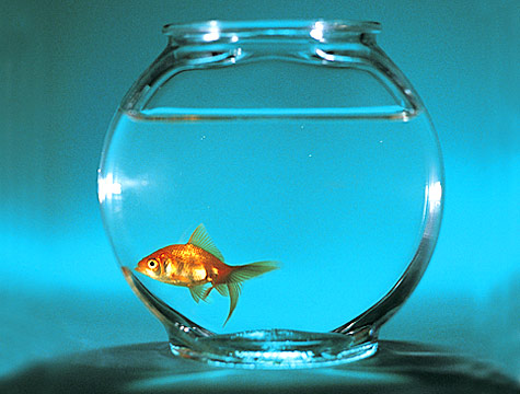 Goldfish-Teetering.jpg