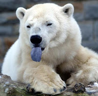 ours tirant la langue