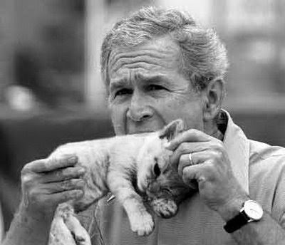 Bush mange chaton