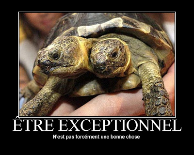 Double tortue