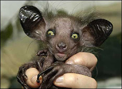 Aye-aye