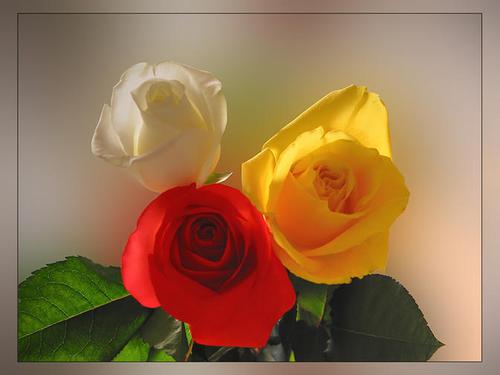 Rosas