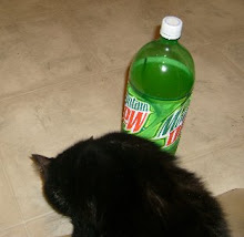 Even The Cat's an Addict