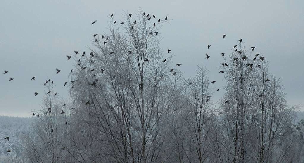 [2010.1.15+tilhiä+blogikokoa.JPG]