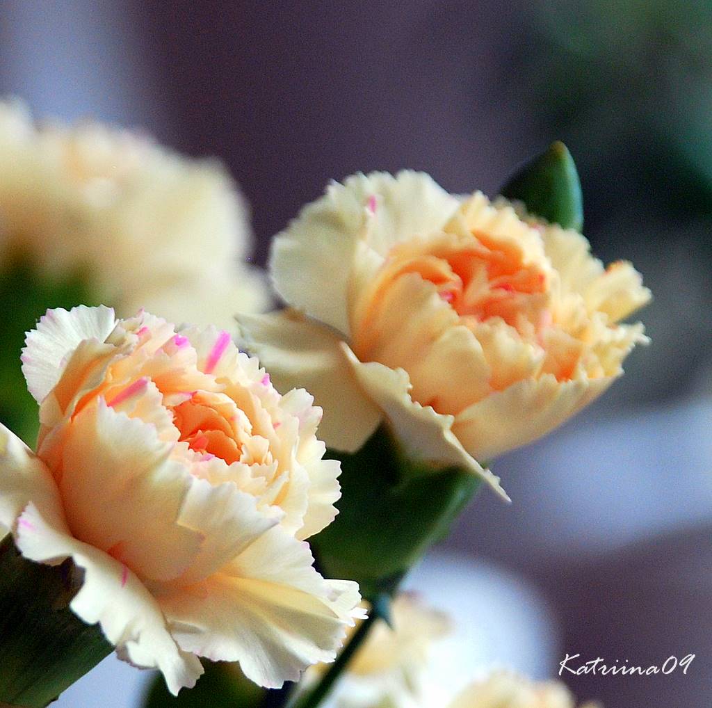 [5.5.+neilikka+001-2.jpg]