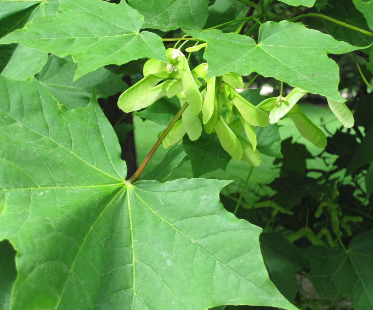 [3.6.2009+045-1.jpg]