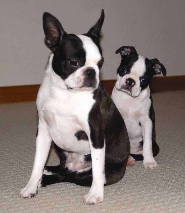 Boston Terrier Health Issue Breeds of small dogs best small dog breeds