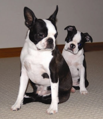 White and black Boston Terrie dog with their puppy