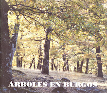 Árboles en Burgos