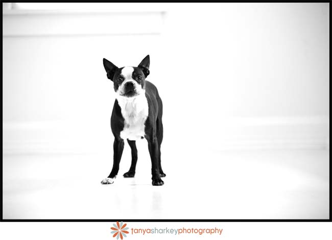 St Petersburg Florida Portrait Photographer Tanya