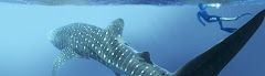 An Unprecedented Encounter with The Whale Shark